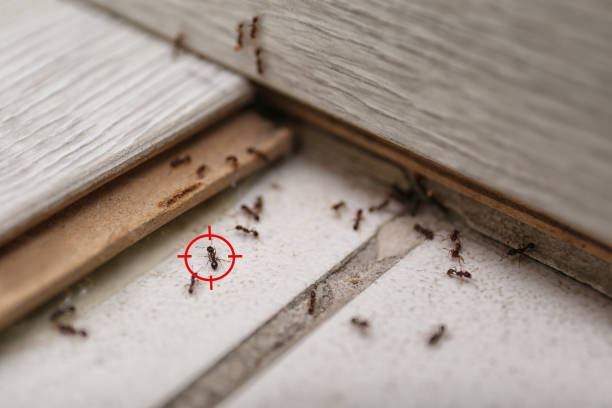Best Bed Bug Extermination  in St Peter, MN