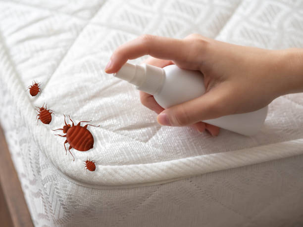 Best Pest Control Treatment  in St Peter, MN