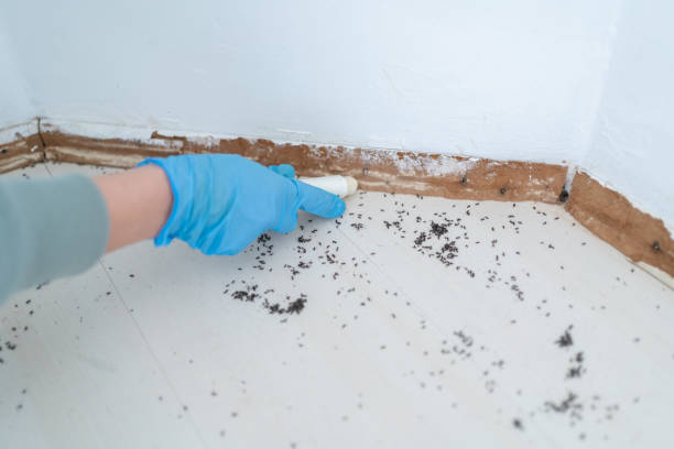 Best Termite Control Services  in St Peter, MN